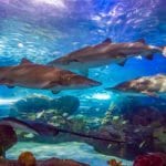 Ripley's Aquarium Attraction Sharks Myrtle Beach